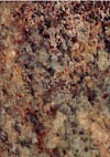 crema bordeaux