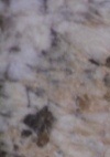 delicatus